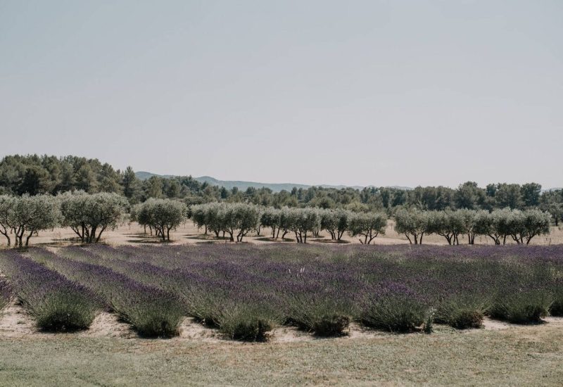 Un champ de lavande vibrant dans le sud de la France, illustrant l'élégance d'un mariage romantique. Ce cadre exceptionnel, entouré d'arbres oliviers, offre un lieu unique pour une cérémonie grandiose. By Mademoiselle C, spécialiste du mariage sur mesure, transforme cet espace en un domaine privé pour une célébration de luxe. L'atmosphère sophistiquée et les paysages pittoresques en font le cadre parfait pour un rêve de mariage in