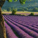 Un champ de lavande en Provence, parfait pour une cérémonie de mariage romantique et luxueuse. Ce paysage enchanteur, avec ses rangées de fleurs violettes, évoque un cadre idéal pour une célébration grandiose. 'By Mademoiselle C' excelle dans l'organisation de mariages sur mesure dans des lieux exceptionnels, transformant chaque événement en un moment unique. Imaginez votre rêve de mariage se réalisant dans ce domaine privé, entouré par la beauté